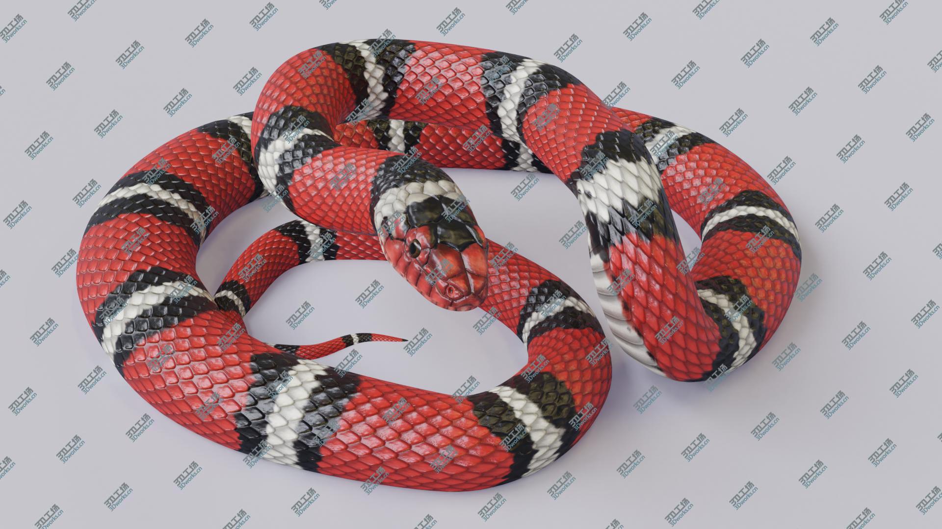 images/goods_img/20210319/3D Animated Scarlet Kingsnake model/5.jpg